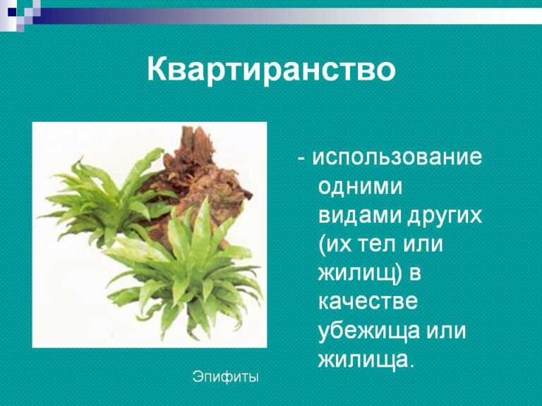 Квартиранство