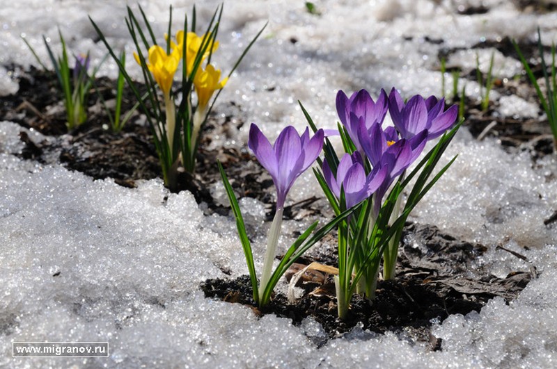 первоцветы