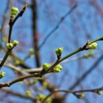 Vesna_500