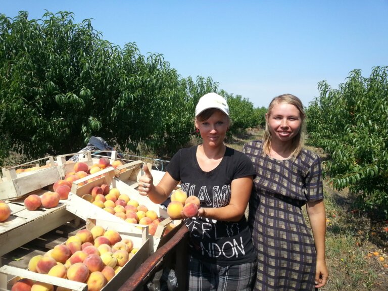 Сладких фруктов аромат