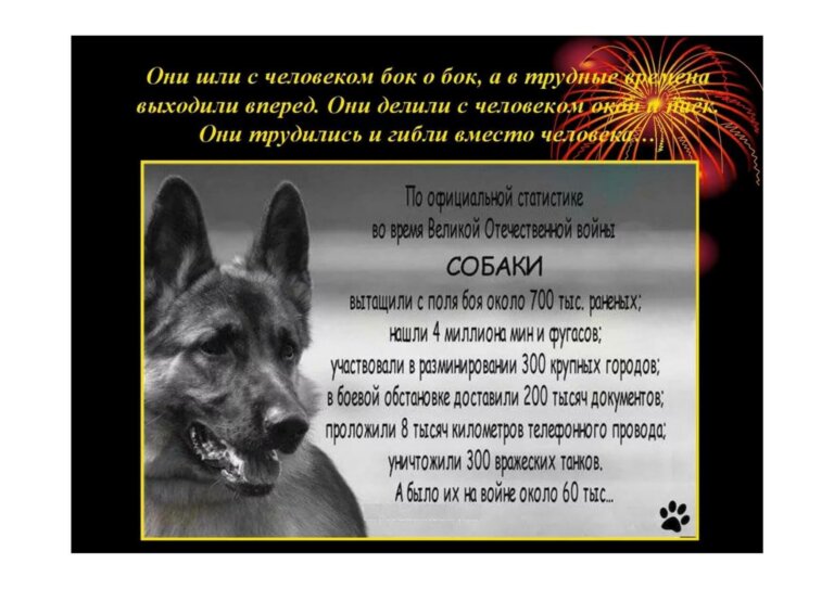 Как героя несли на руках