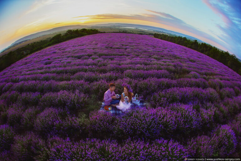 Лавандовая лихорадка