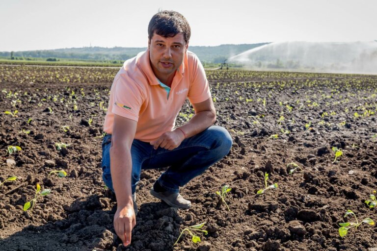 Капуста любит воду да хорошую погоду