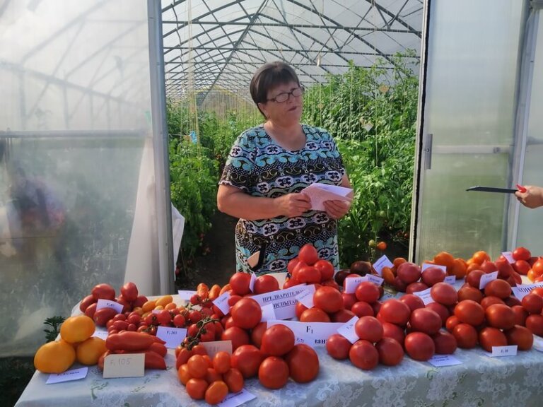 Томаты, которые не болеют