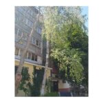 березка1