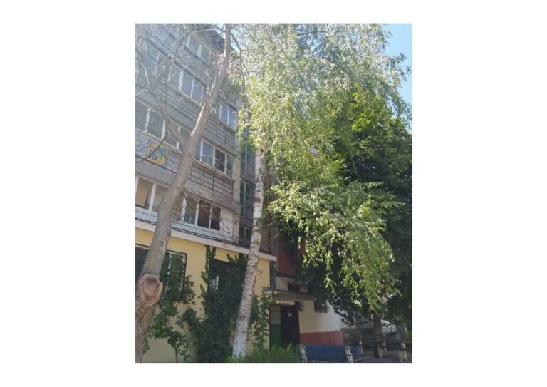 Моя берёзка