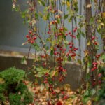IMG_0601_1