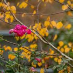 IMG_0608_1