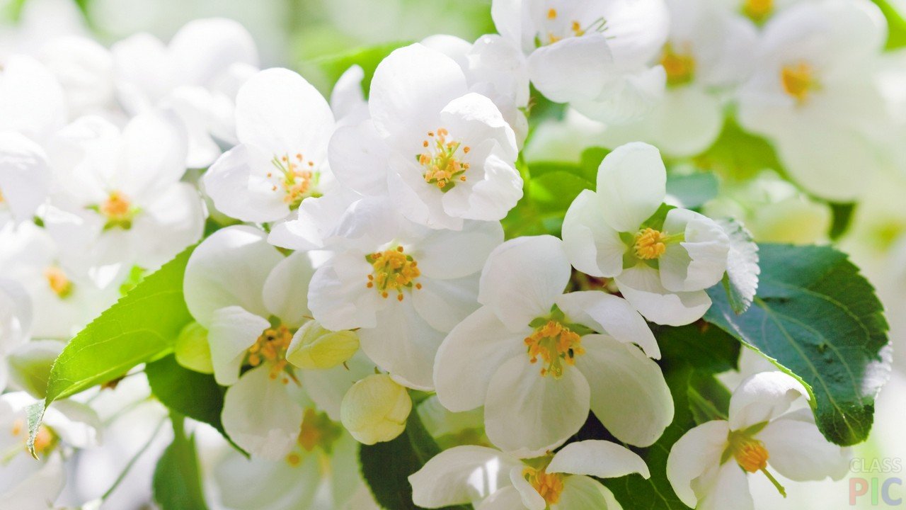 Vetochka-vesennih-belyh-tsvetov-na-fone-uhodyashhego-solntsa