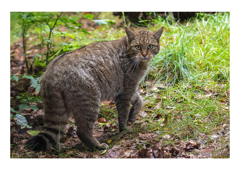 Безымянный-1