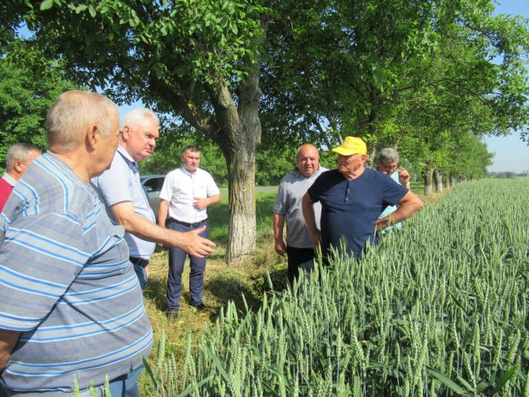 Виды на урожай хорошие