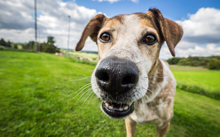 КАК ГОРЕЦ СТАЛ ГОРЧИЦЕЙ