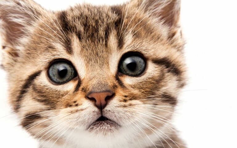 Мурлыки и рыки – домашние и дикие, а еще и древние, и современные