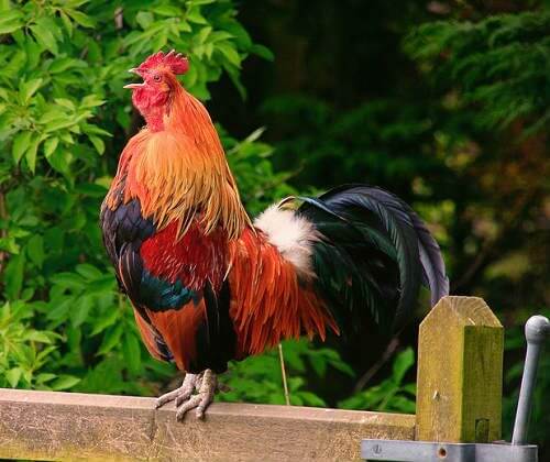 1 петух на заборе