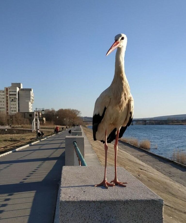 Приключения Жорика