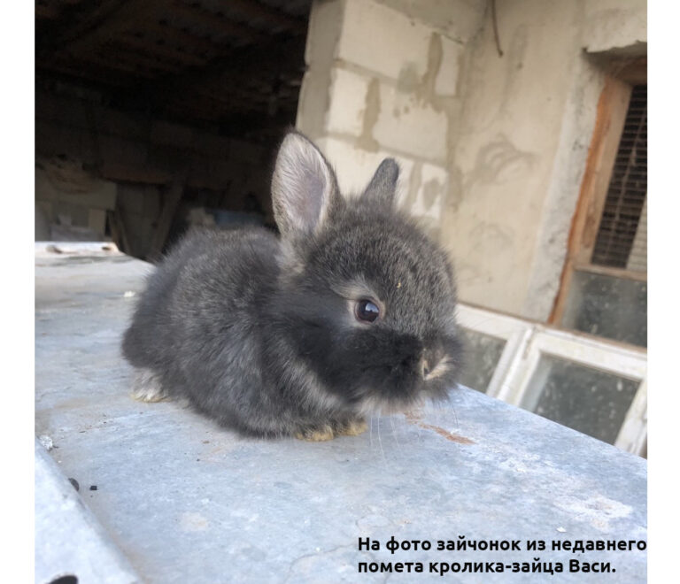 Маленький, да удаленький