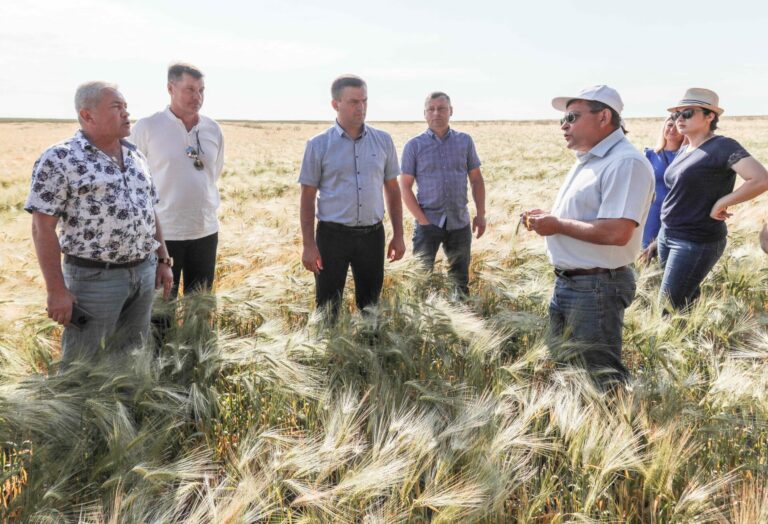Республика будет с зерном