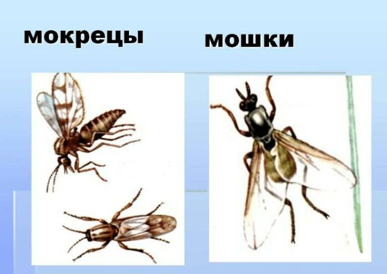 Защитимся от мошек