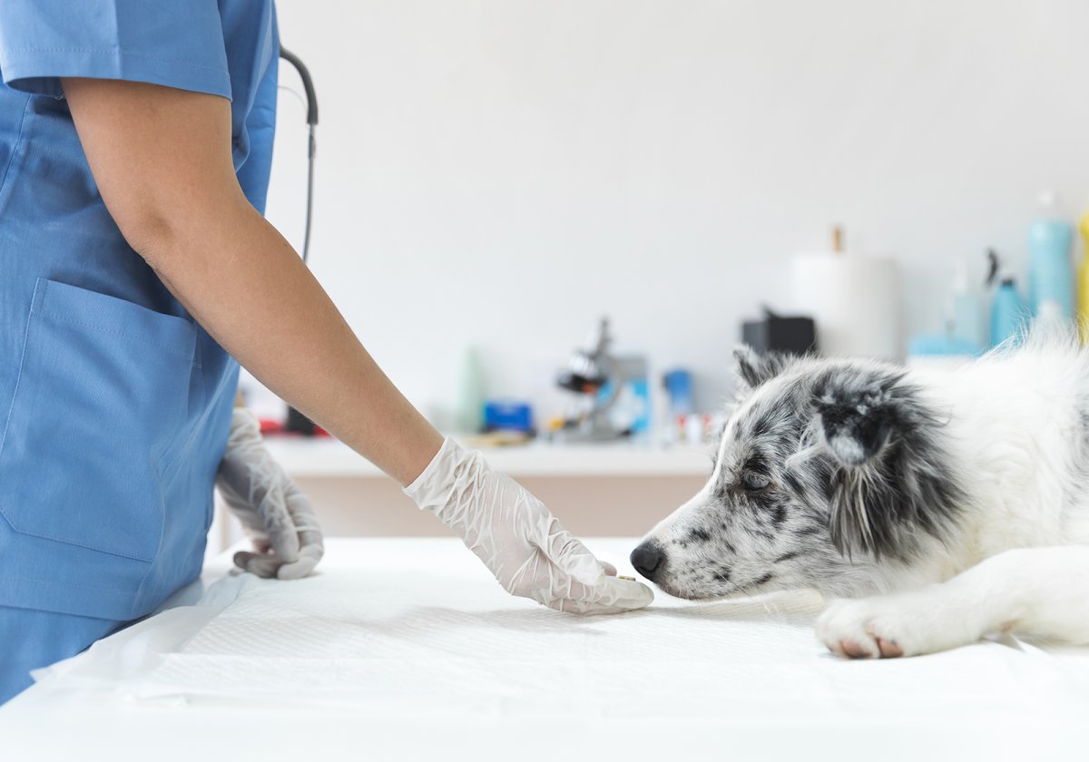 1648174125_46-kartinkin-net-p-veterinarnie-kartinki-47