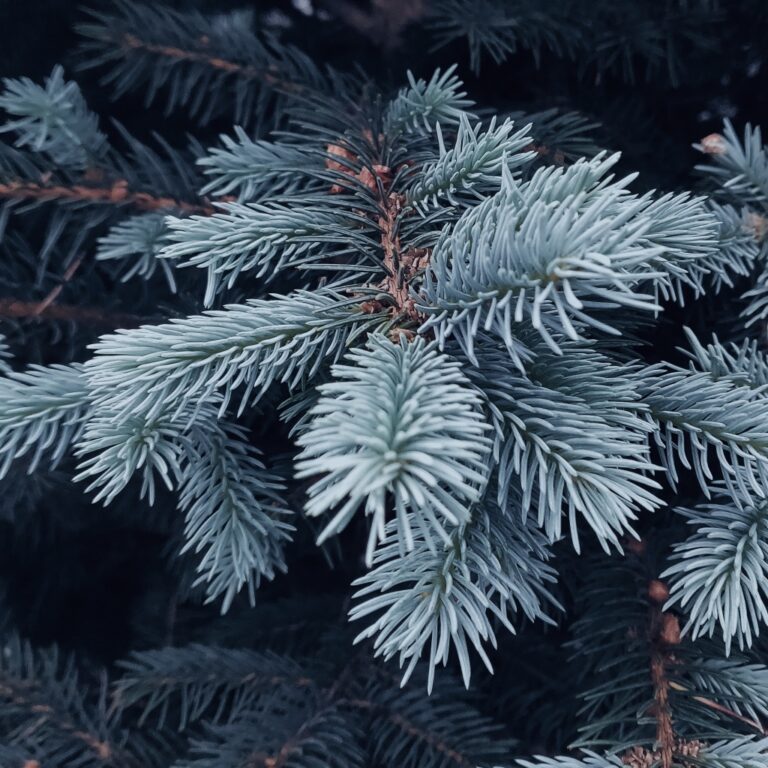 Ничто не заменит натуральную хвою