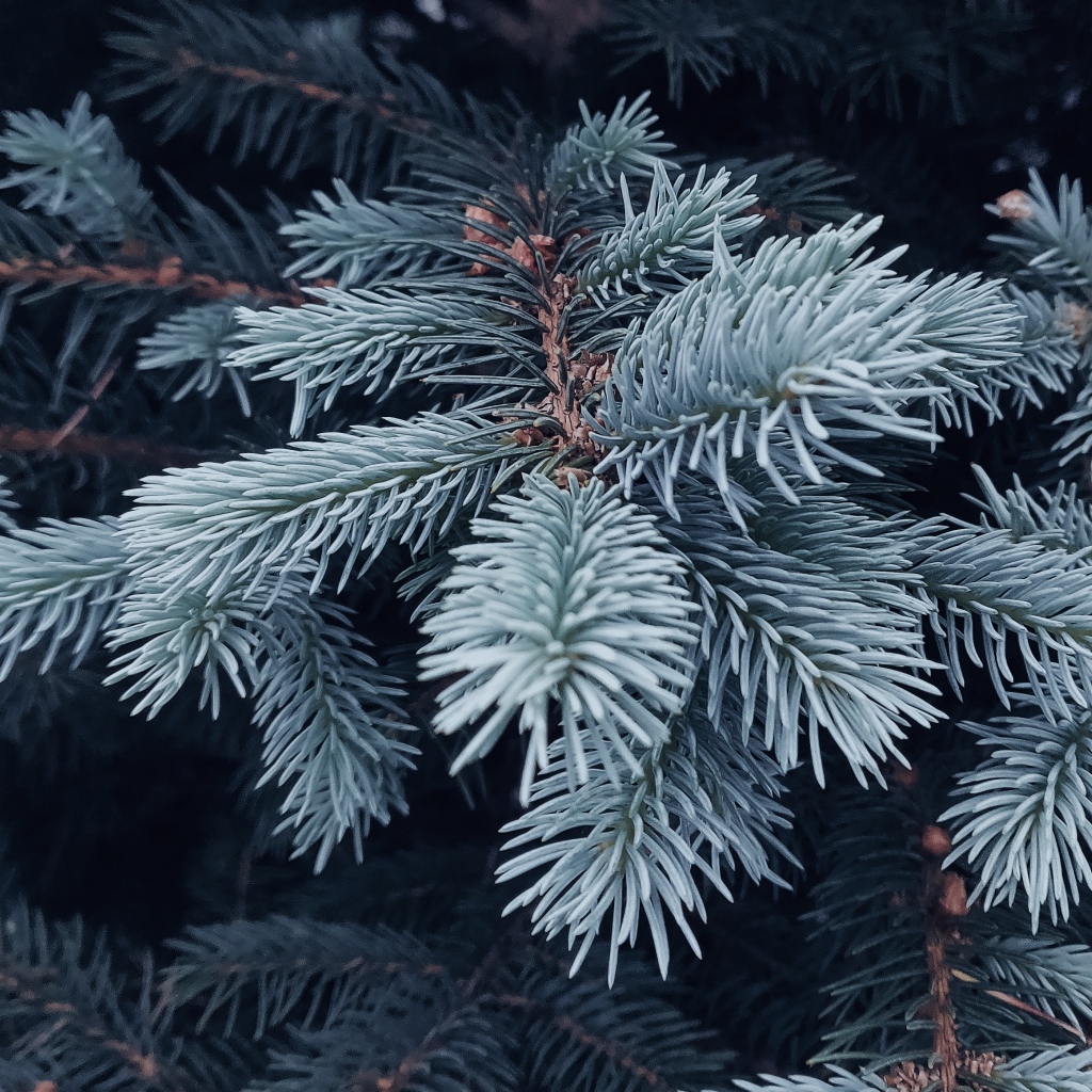 2019Nature_Blue_spruce_branch_close_up_136109_31