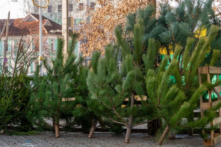 Купить или срубить?