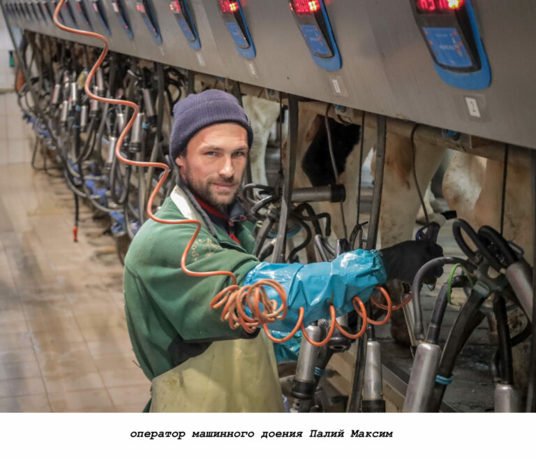 Молочная ферма, как в Европе