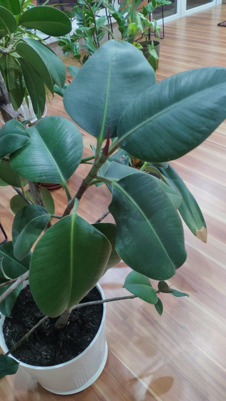 Да здравствует фикус!