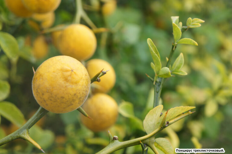 Когда сказка стала былью