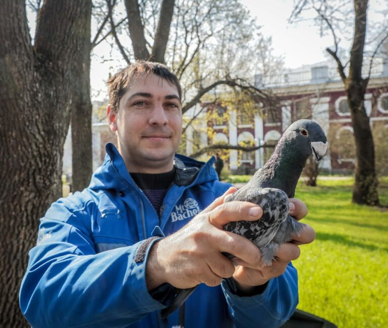 Забытое хобби, или Любовь и голуби