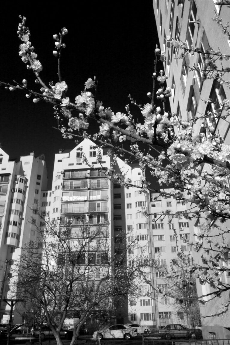 Замечательный сосед