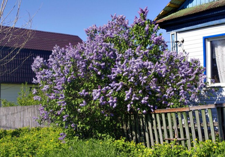 Как маевка?