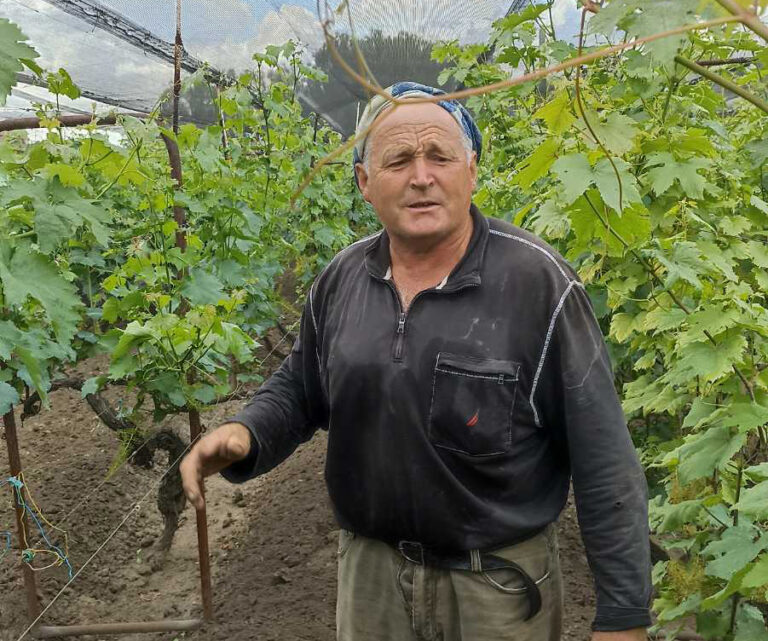 Виноград требует родных рук