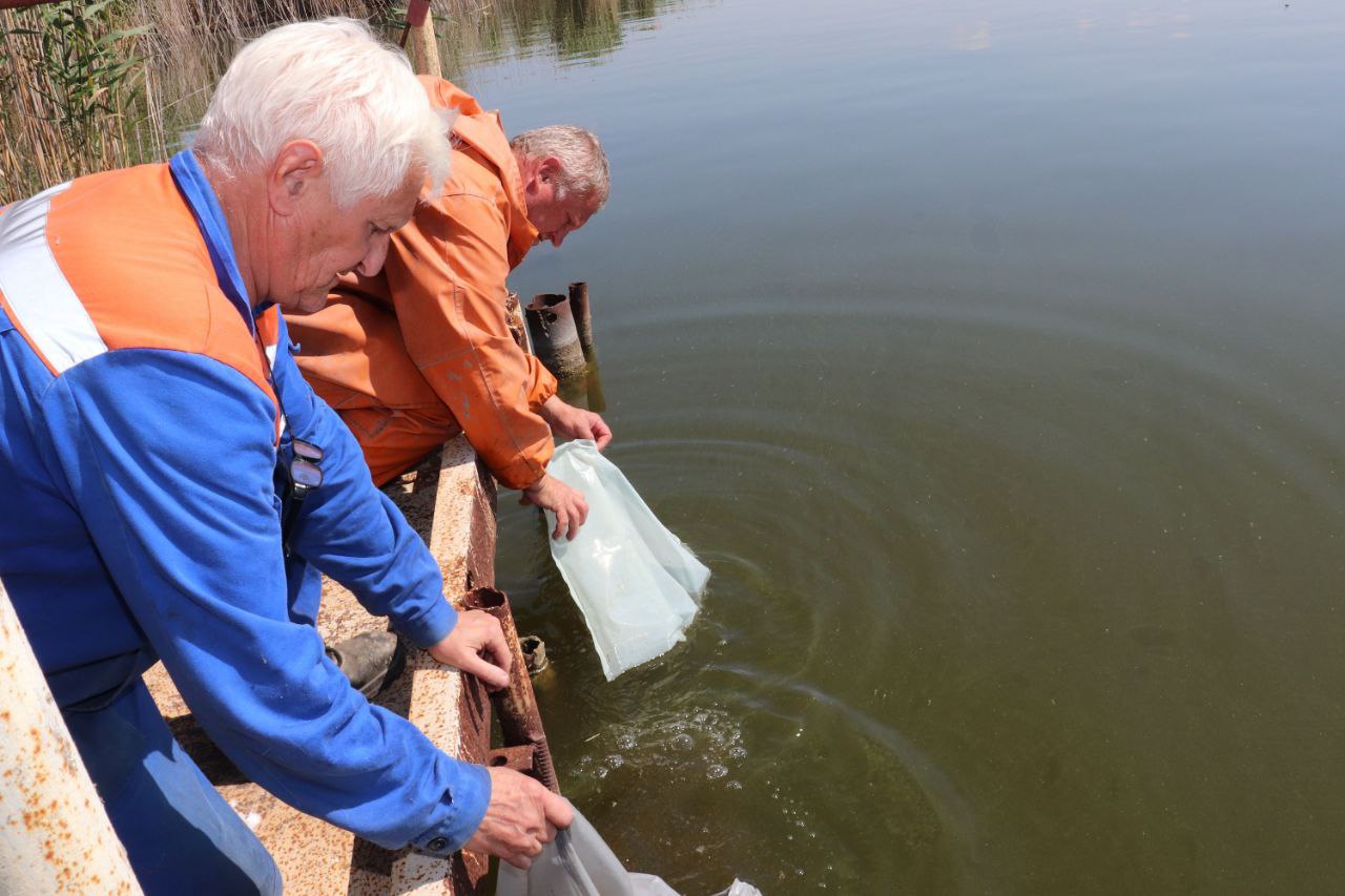 Зарыбление