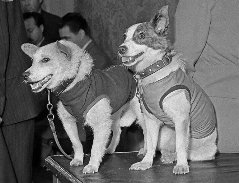 Четвероногие космонавты