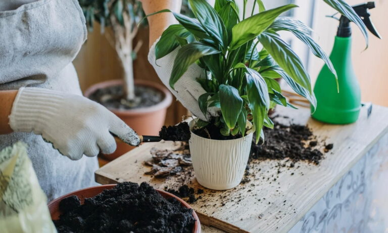 Чтоб зацвели весной