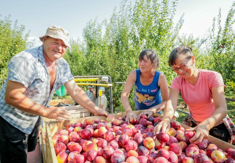 Фруктовый «бенефис» августа
