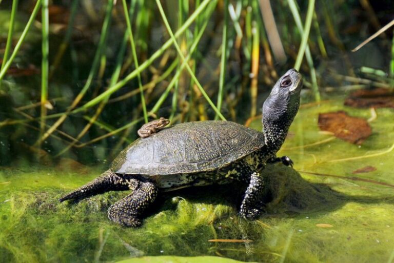 Отечественная Тортилла