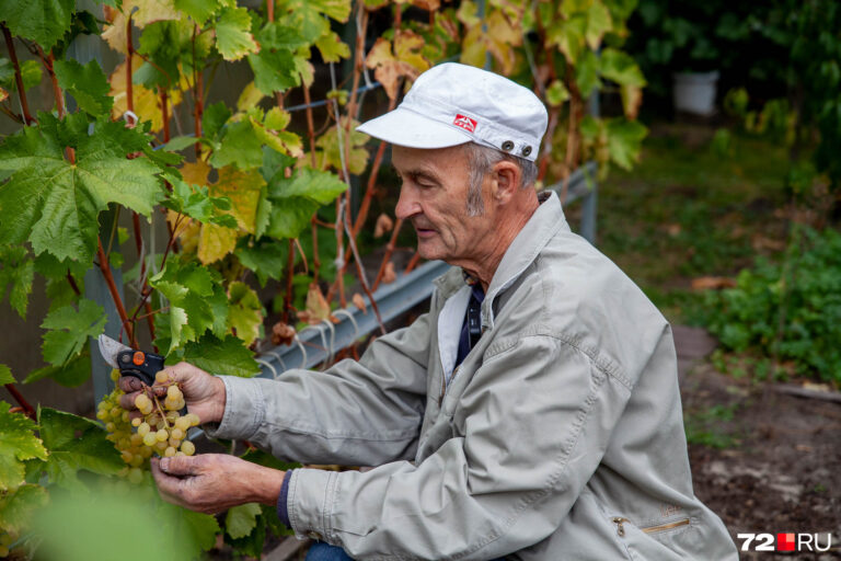 Виноградный гид