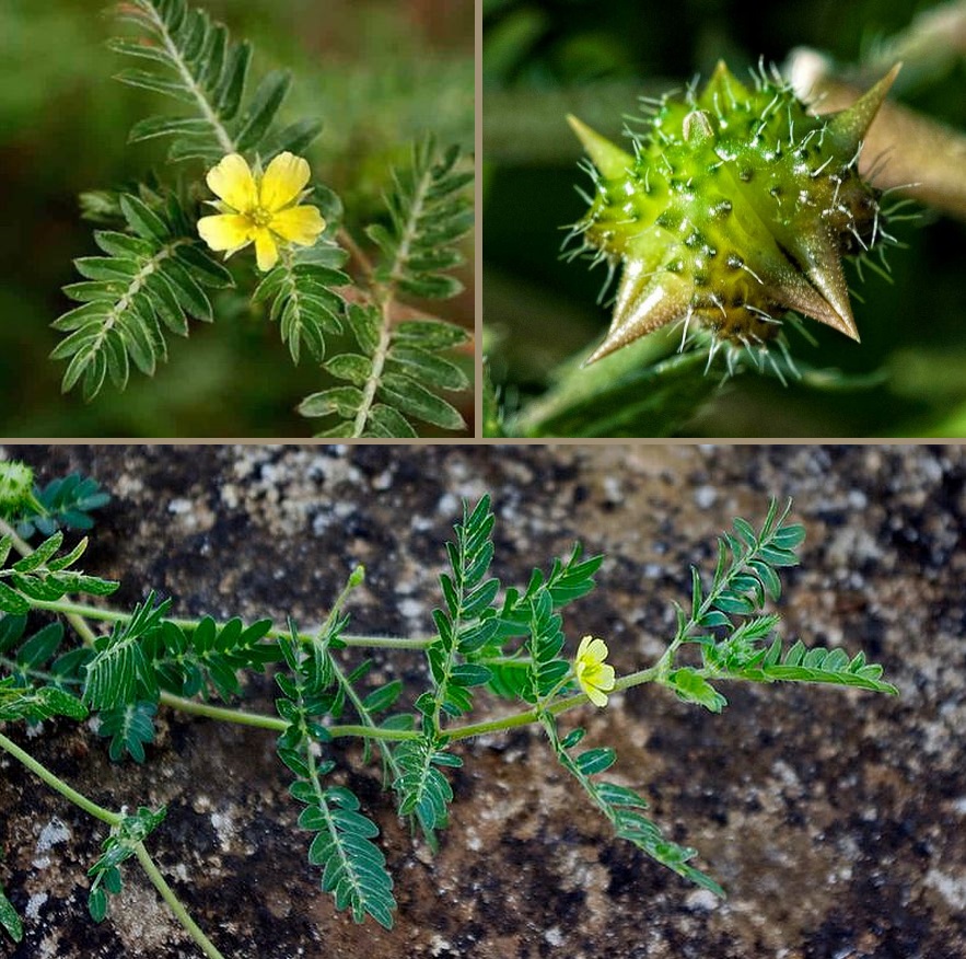 Якорцы Ни гвоздя ни якорца Фото www.otvet.imgsmail.ru