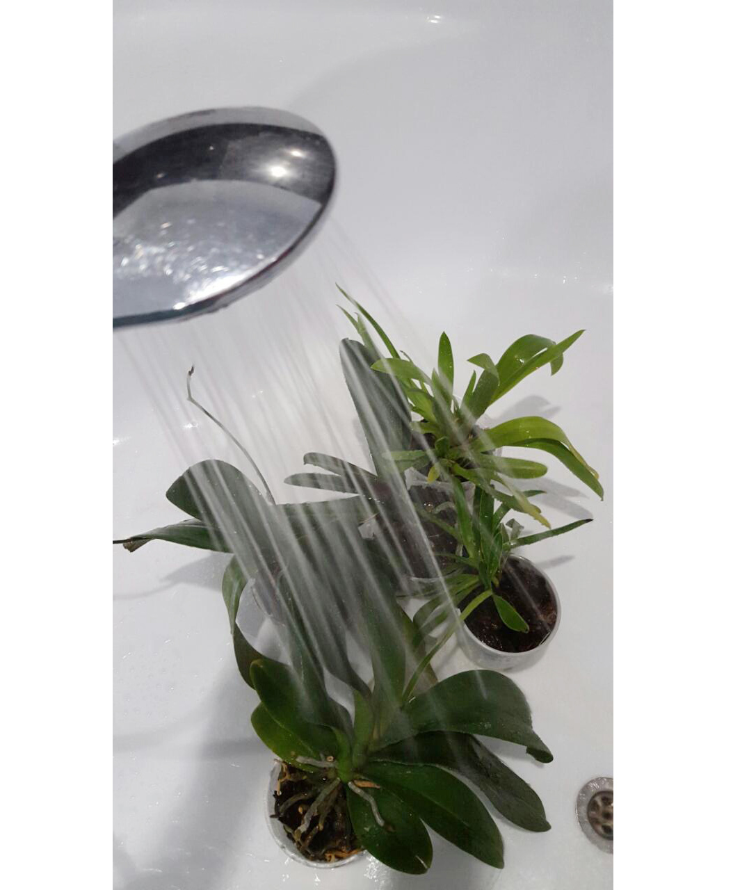 душ для растений фото