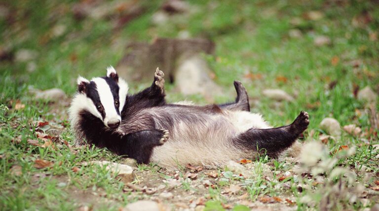 Хозяйственный увалень