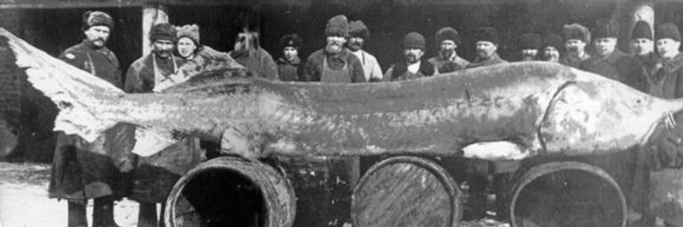 Длинная и печальная история осетра