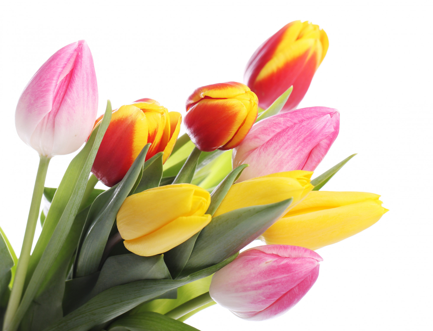 beautiful-bouquet-of-tulips-colorful-tulips-nature-background