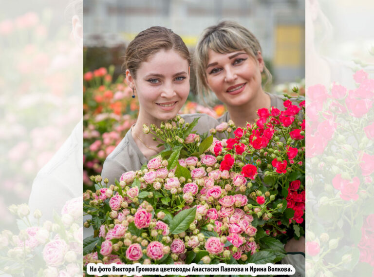 Наши королевы роз