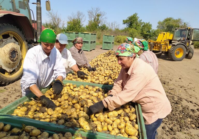 Свои овощи лучше
