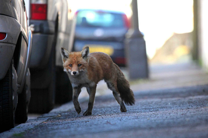 Животные-синантропы и маршал Лиоте Фото www.static.mk.ru