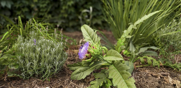 «Драконий» овощ с массой достоинств