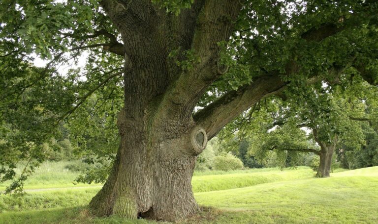 Дуб не просто дерево