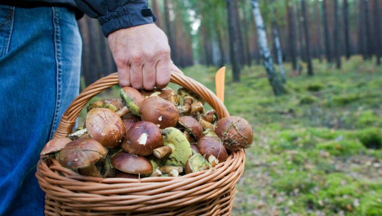 Чтобы не отравиться грибами